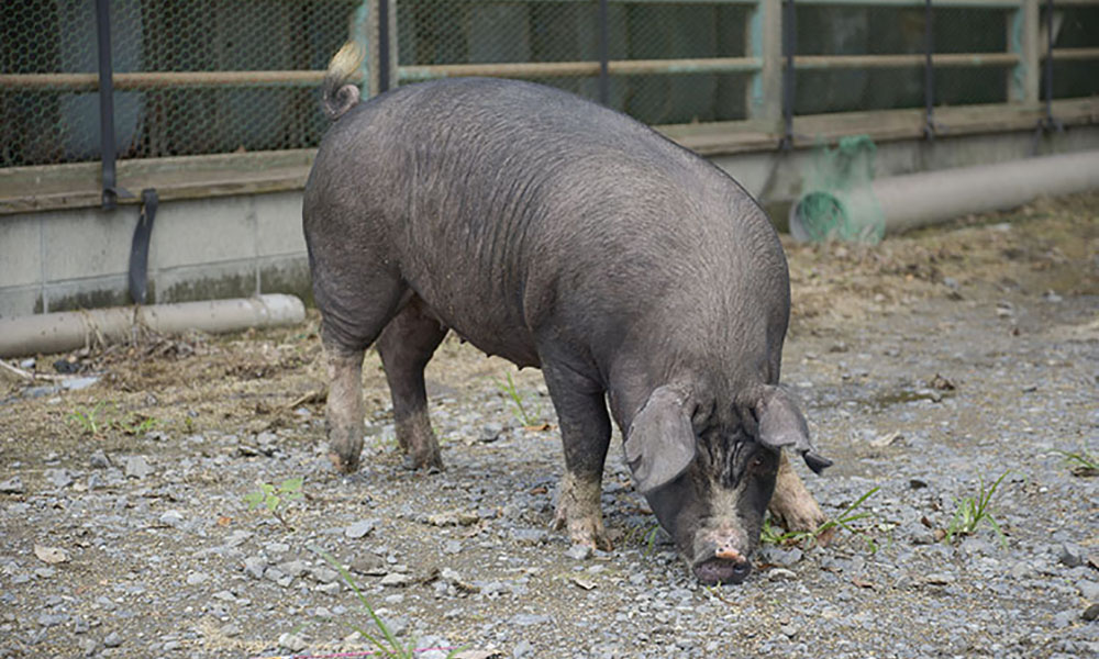 希少種 黒豚の極み　伊藤農場の最上級豚肉